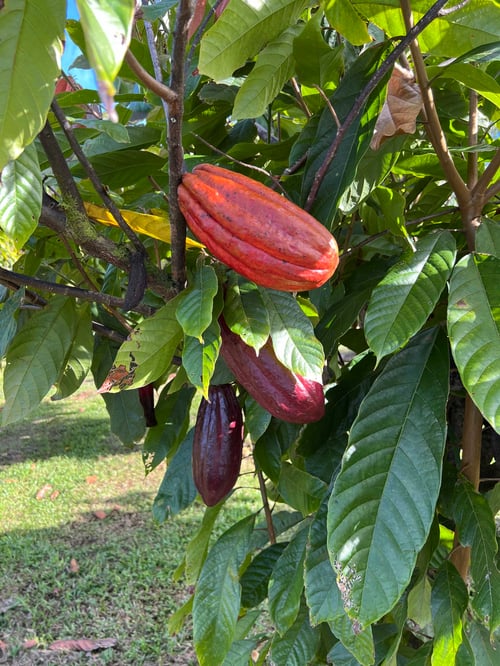 Cacao pods on tree at Alahee Farm